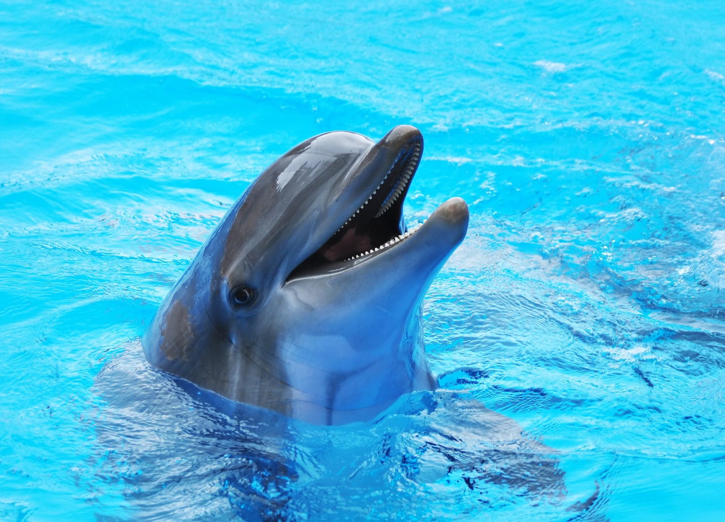 A premium dolphin experience features thrilling rides, marine animal encounters, VIP amenities, and conservation education. - Cozumel, Mexico