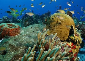 coral reef with school of grunts and brown chromises cozumel mexico