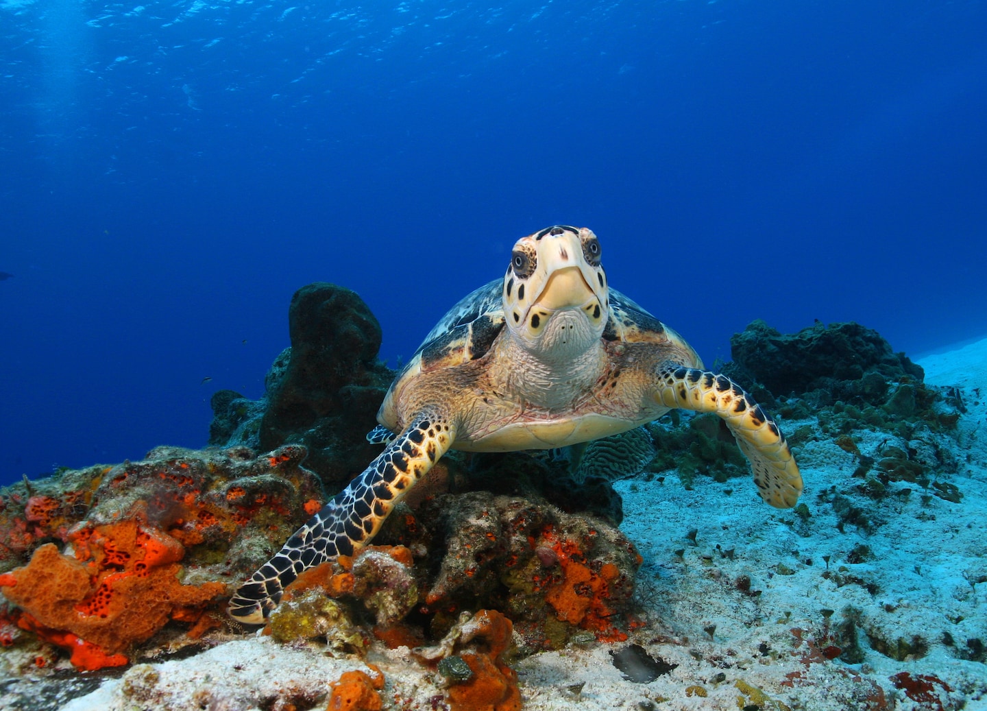 A Sea Trek helmet dive pairs dry underwater walking, snorkeling exploration, and relaxing beach time. - Cozumel, Mexico