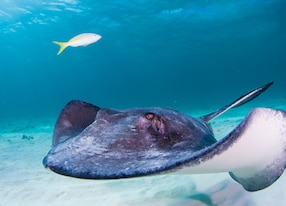 a southern stingray glides through the shallow blue waters of the north sound in grand cayman the