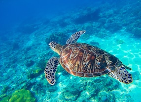 sea turtle in water wild turtle swimming underwater in blue tropical sea undersea photo with