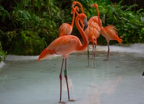 flamingos xenses park