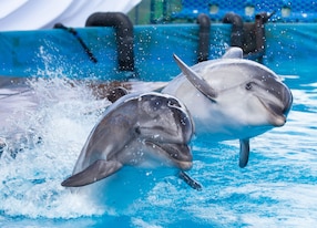 two dolphins jumping in the pool