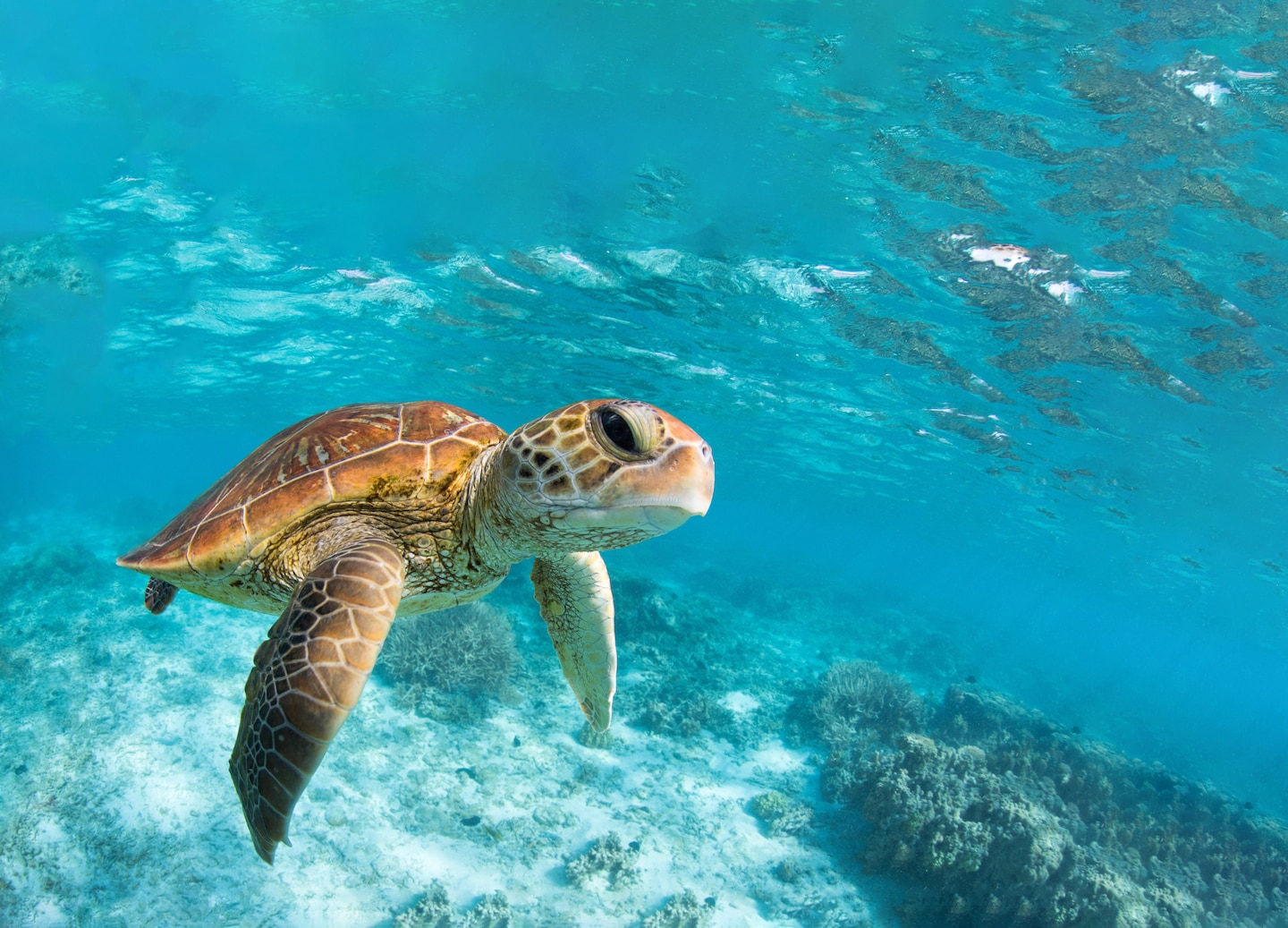 A sea turtle glides through clear blue water at Akumal Bay’s protected marine sanctuary. - Cozumel, Mexico