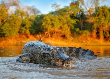crocodile catch fish in river water evening light yacare caiman crocodile with open muzzle with