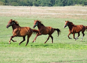 arabian horses running