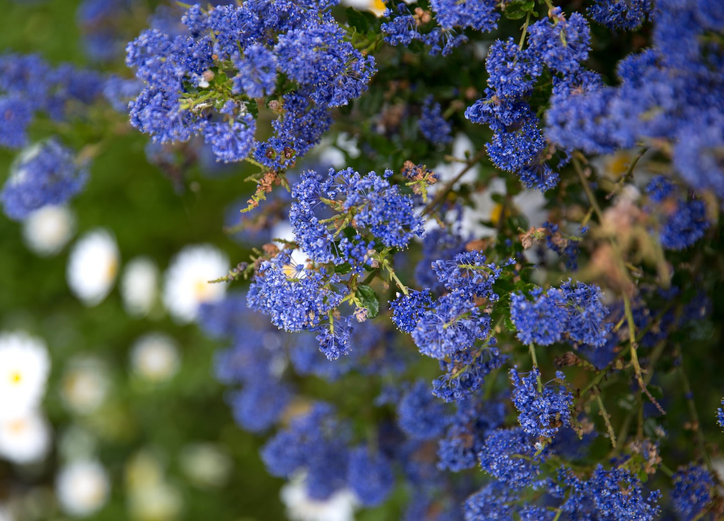 Discover Māori artifacts, tour Olveston mansion, and stroll Dunedin’s Botanic Gardens. - Dunedin, New Zealand