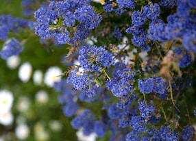purple blue flowers blossoming botanic garden