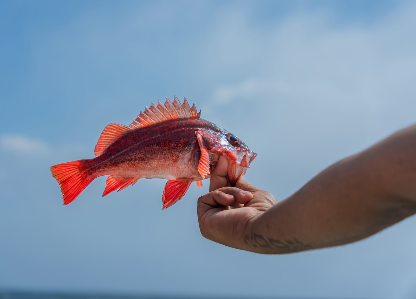 A freshly caught red snapper. - Ensenada, Mexico