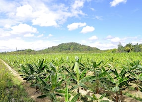 picture of banana plantation taken from vythiri on the way to calicut kerala