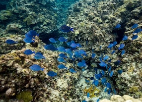 blue fish marine life swim swimming near coral reef grand cayman george town