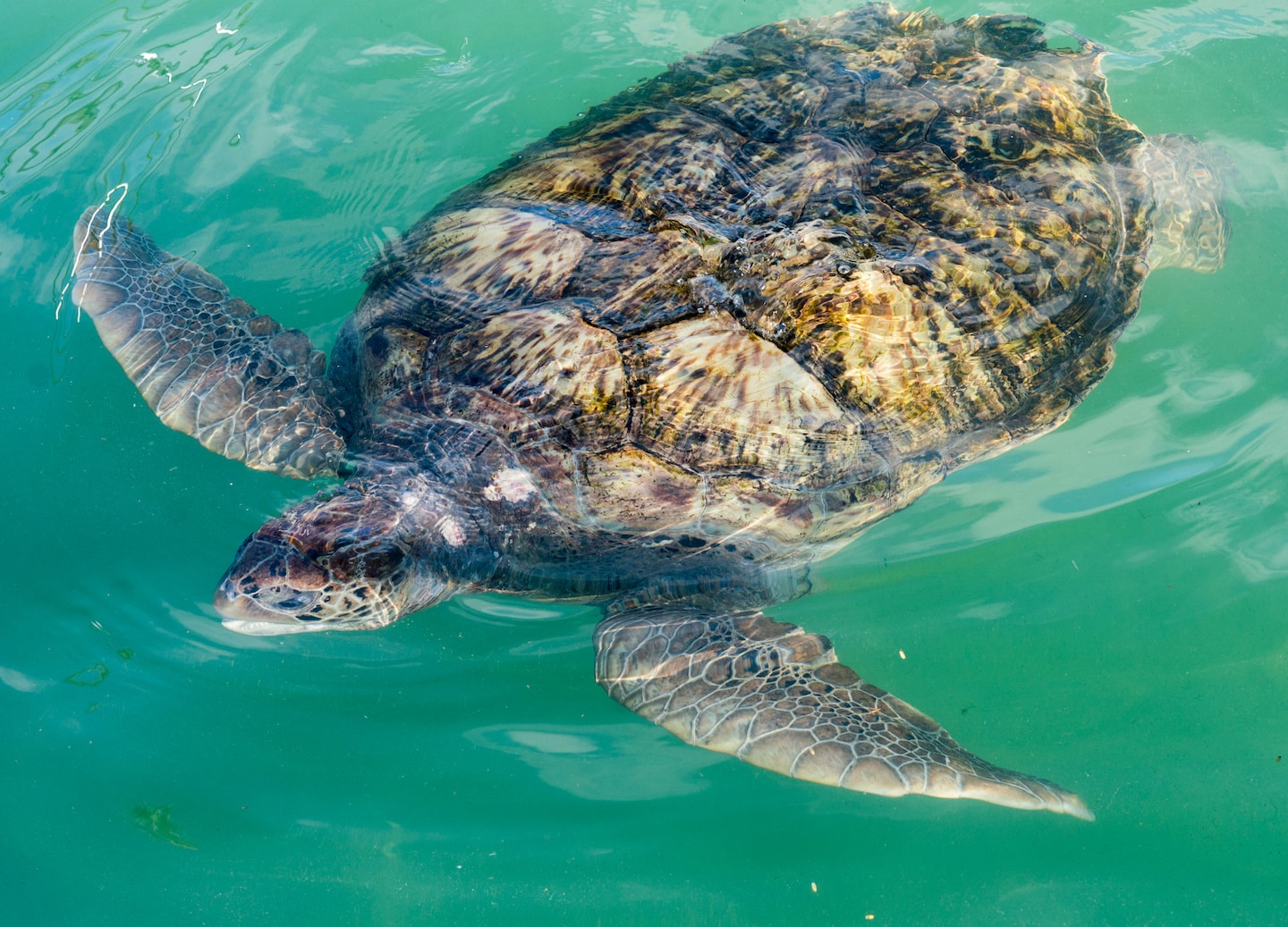 An accessible Grand Cayman tour features turtle conservation, island landmarks, and Tortuga Rum tasting. - George Town, Grand Cayman