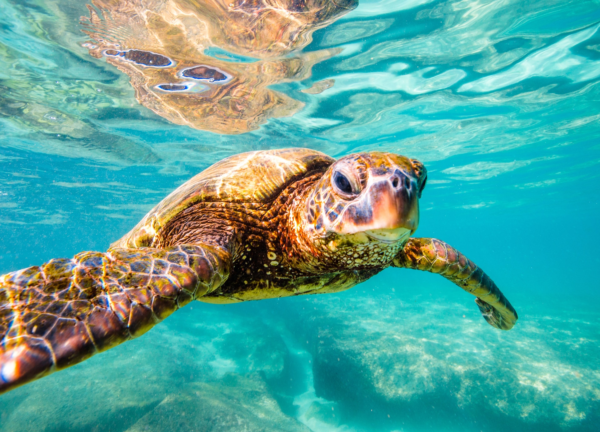 hawaiian green sea turtle cruising in the warm waters of the pacific ocean in hawaii