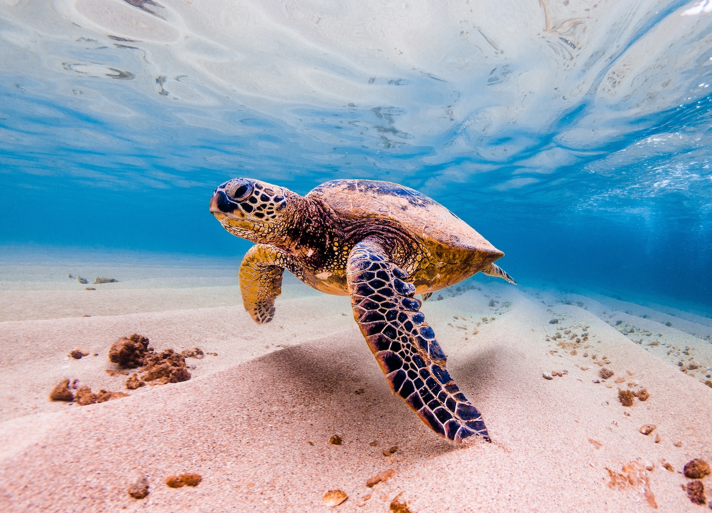 Discover Cayman’s history, then swim with turtles in a unique marine adventure. - George Town, Grand Cayman