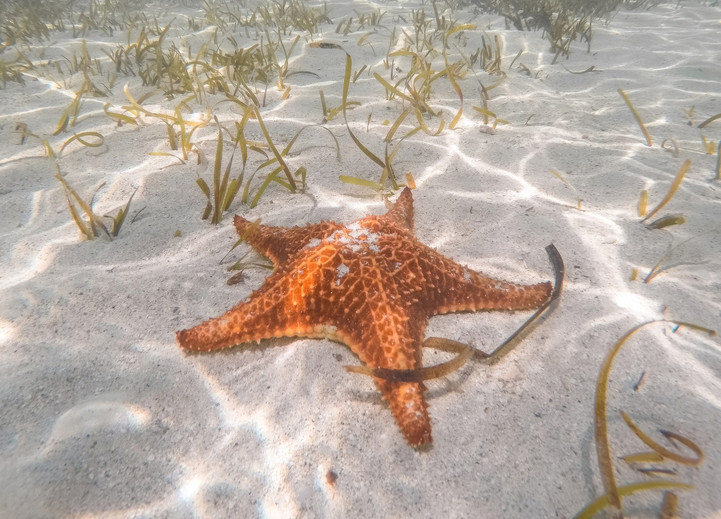 A family-friendly Grand Cayman tour includes Stingray City swimming, Starfish Point, and relaxing beach time. - George Town, Grand Cayman