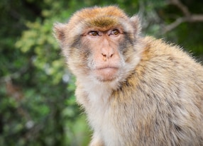 close of view of the gibraltar monkeys