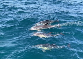 wild dolphins bay gibraltar