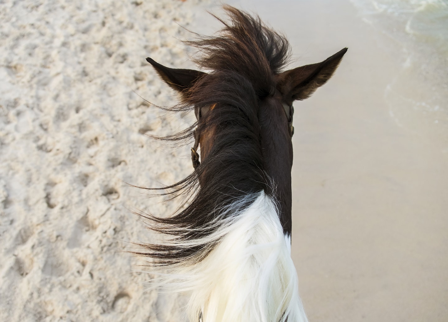 A rider guides a horse along a bright sandy beach. - Ocho Rios, Jamaica
