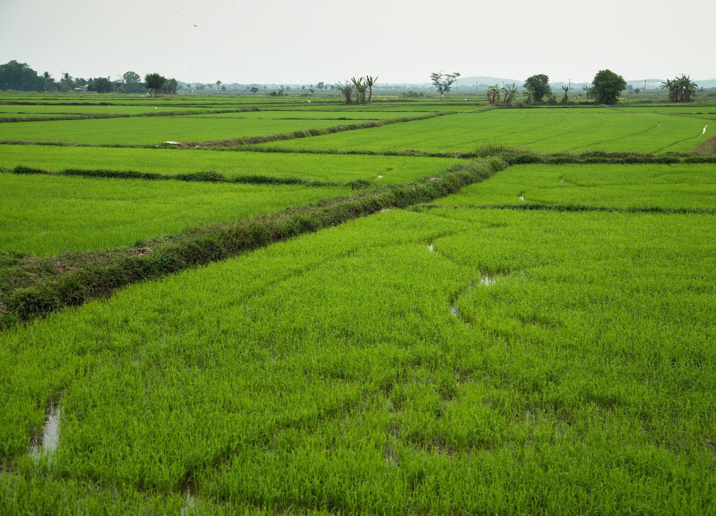 Cyclist riding beside bright green rice fields under an open sky in Ho Chi Minh.