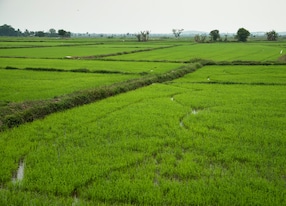 countryside biking experience rice field