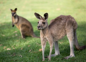 australian kangaroo in a park running free