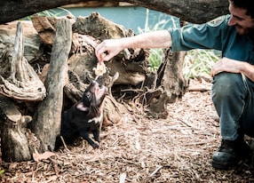man feeding tasmanian devil