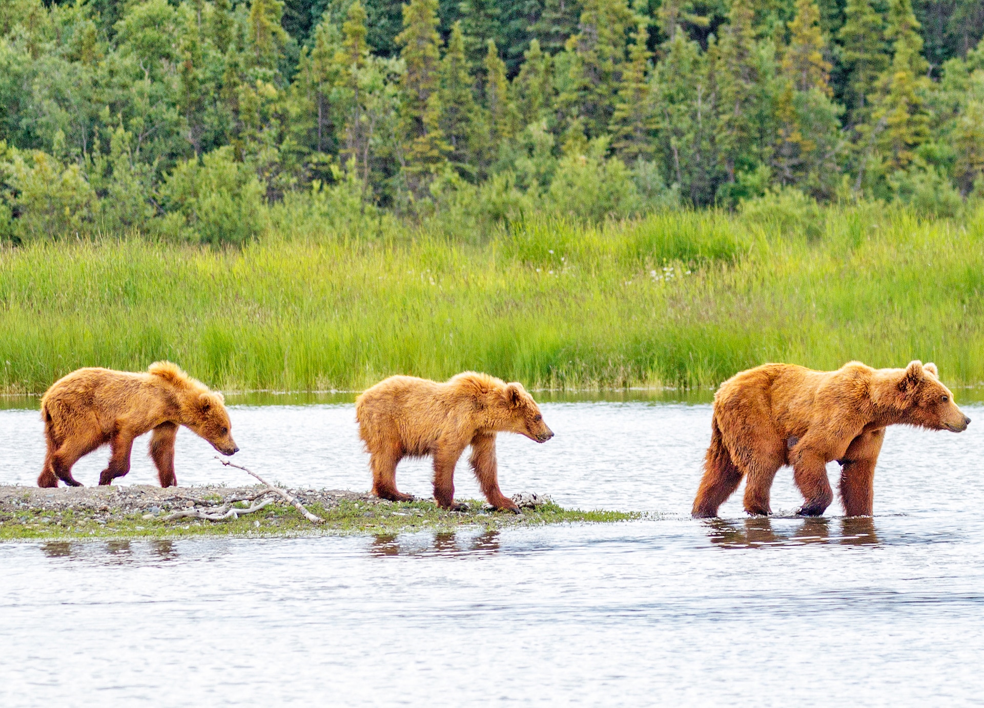 brown bear and two cubs against a forest and mountain backdrop at katmai national park alaska