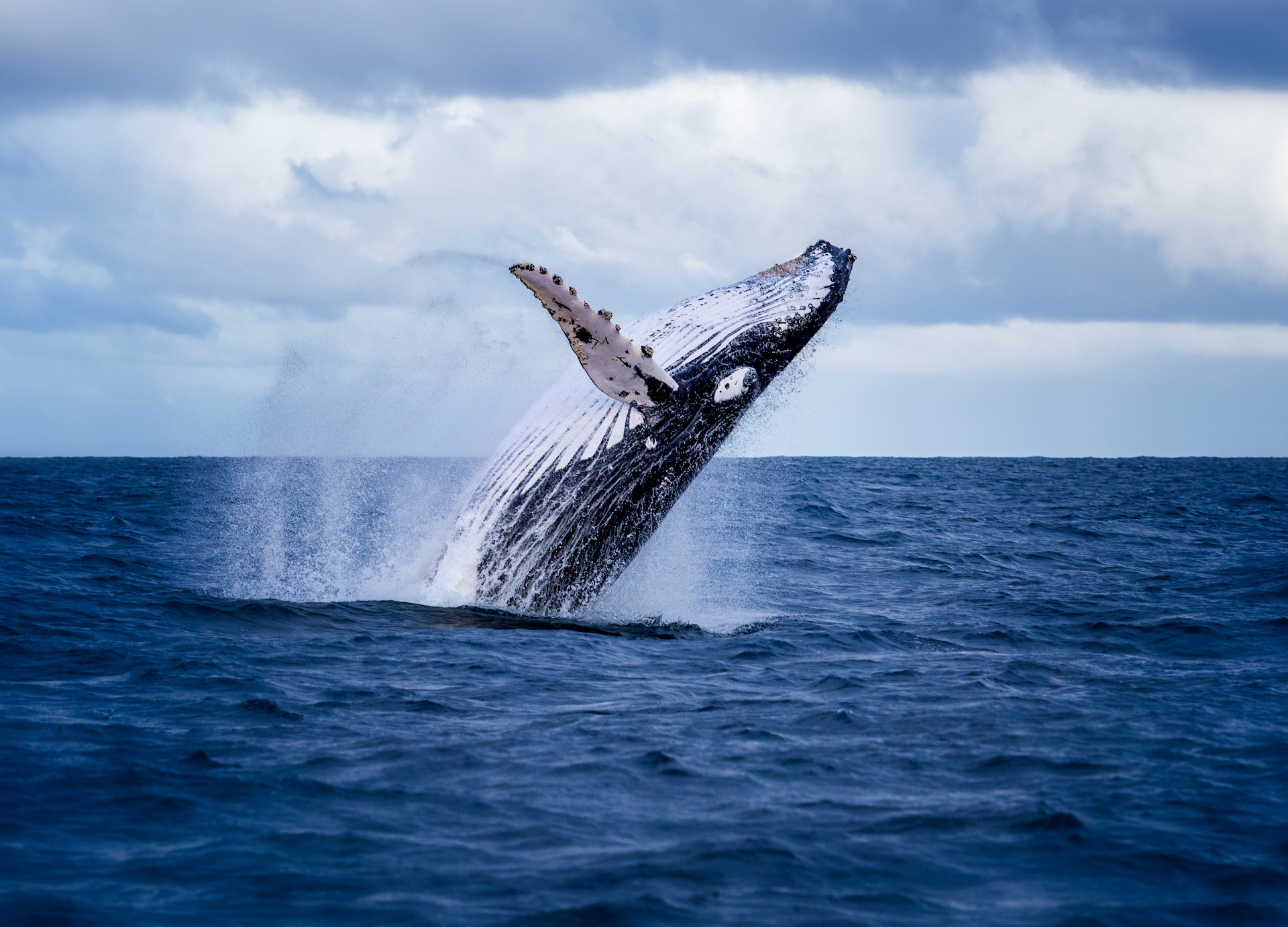 humpback whale jumping out water australia