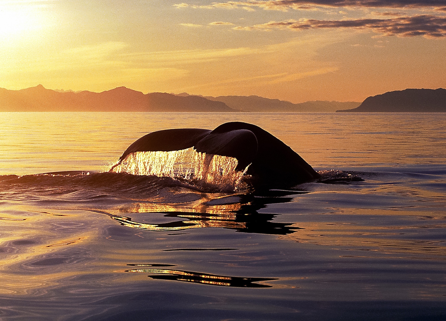 Savor Alaskan cuisine and explore native wildlife with rich cultural and historical insights. - Juneau, Alaska