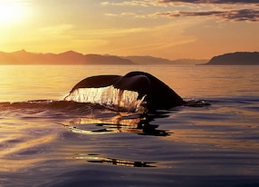 humpback whale tail with flowing water backlit by beautiful golden light megaptera novaeangliae