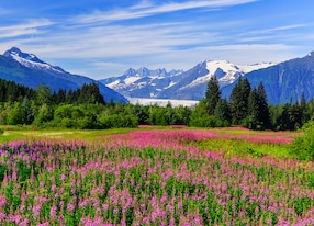 juneau alaska mendenhall glacier viewpoint with fireweed in bloom