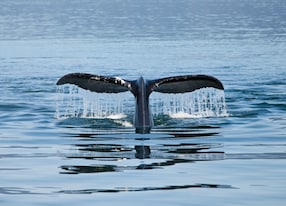 whale tail watching in water alaska
