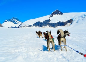 sledge dogs dog musher camp on top of mendenhall glacier in juneau ice field