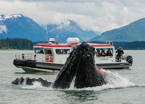 Exclusive Alaskan Whale Discovery Whale Breaching
