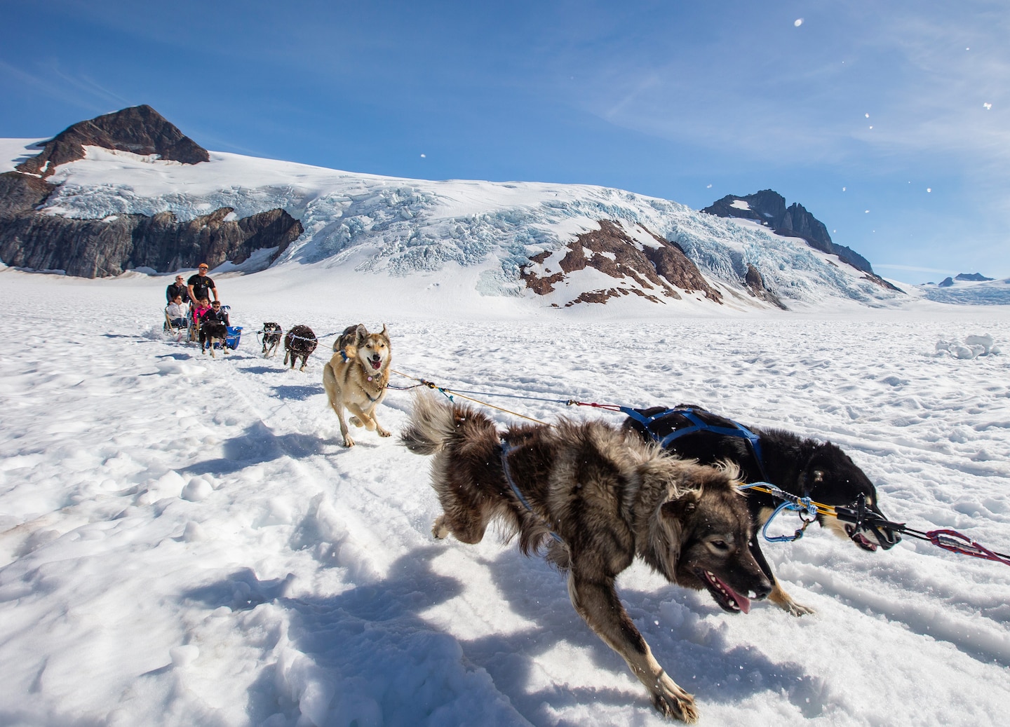 Dog sled team traverses Juneau's snowy mountains during a glacier dog sledding adventure.
