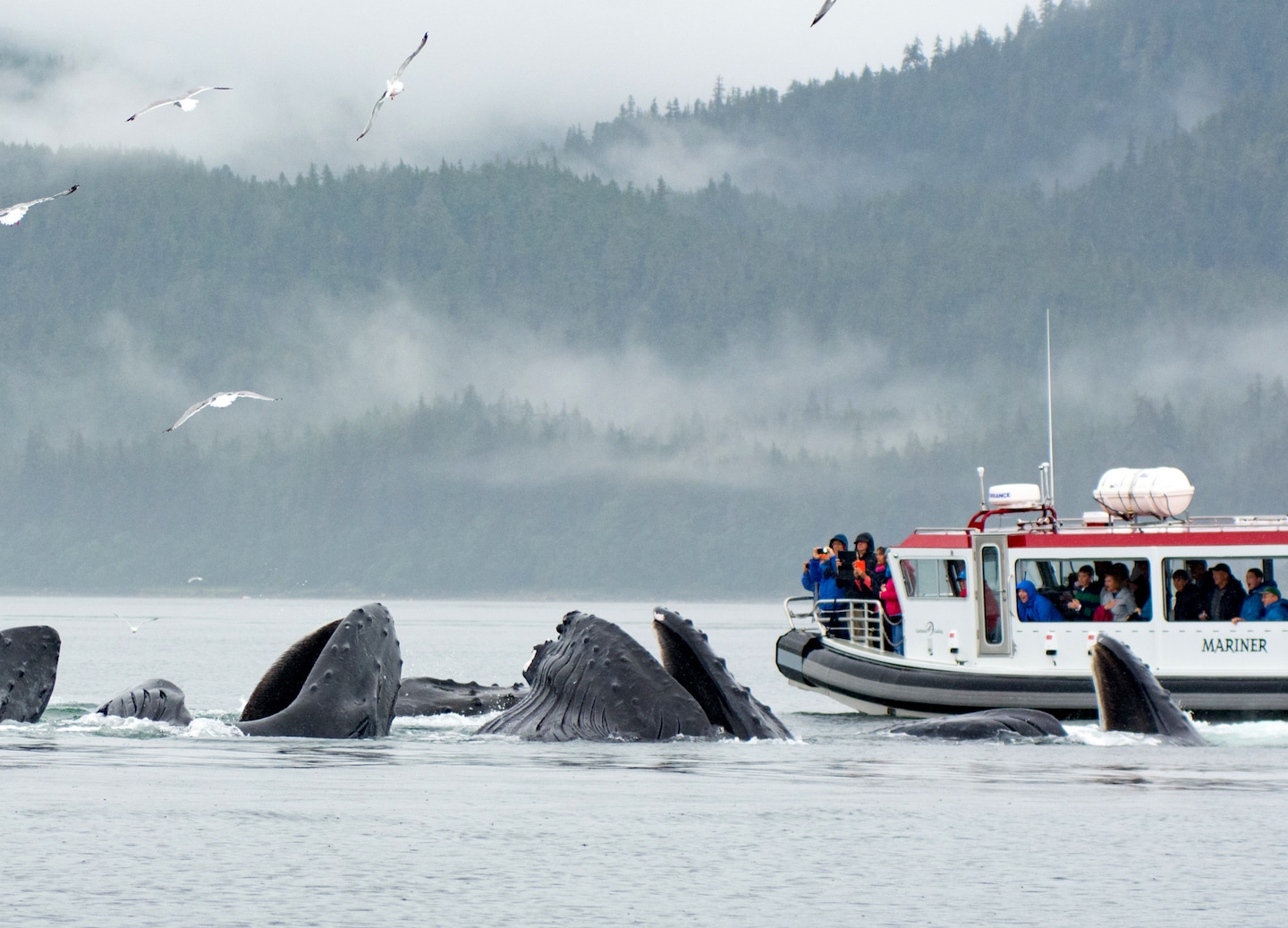 Whale watch and hike Mendenhall Glacier rainforest, enjoying wildlife, culture, and guaranteed sightings. - Juneau, Alaska