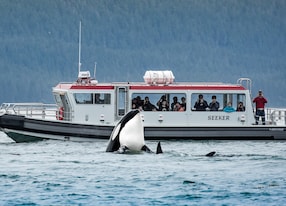 whale watching safari guests on seeker boat with whale