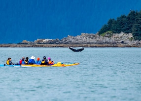 jupy kayak whale tale