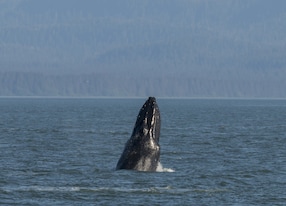 whale breach juneau
