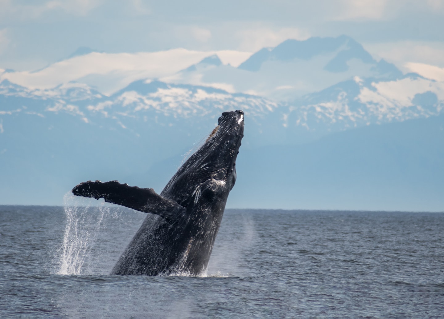 Whale breaches near Sentinel Island Lighthouse during a Juneau wildlife excursion.