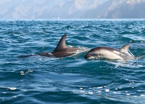 wild dolphin dolphins swim in ocean