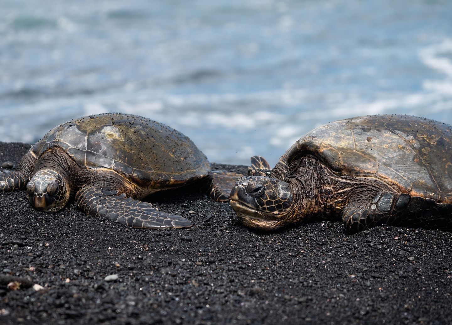 Two sea turtles rest on Kona’s blacks and beach. - Kailua-Kona, Hawaii