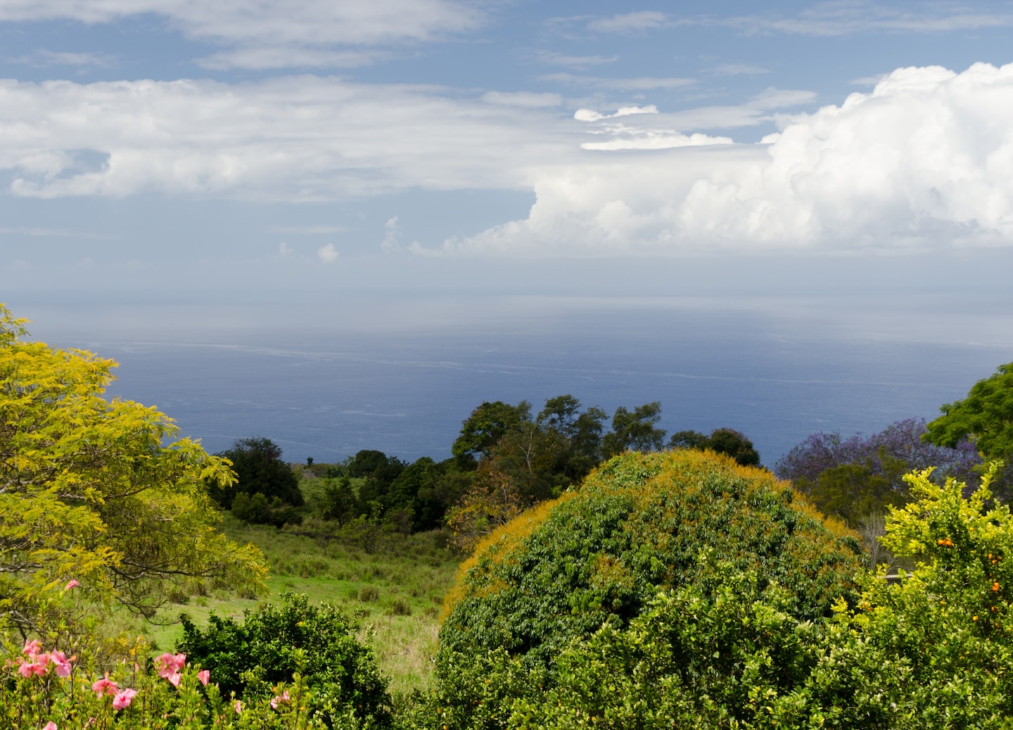 A Kona coffee farm overlooks the coastline, with green rows of plants descending toward the ocean. - Kailua-Kona, Hawaii