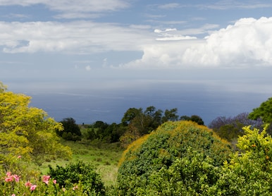 coffee plantation overlooking kona coast