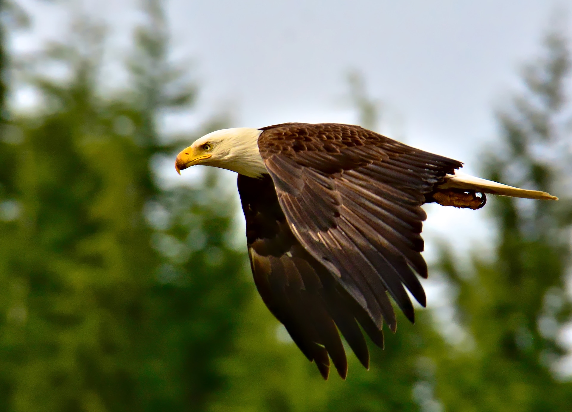 this alaskan bald eagle was flying in front of the cruise ships in ketchikan alaska june