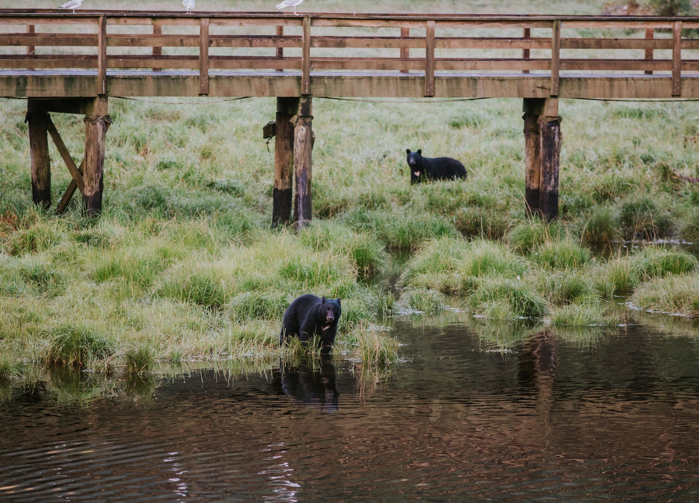 Embark on a high-speed boat ride to spot whales, seals, eagles, and seasonal bear activity. - Ketchikan, Alaska