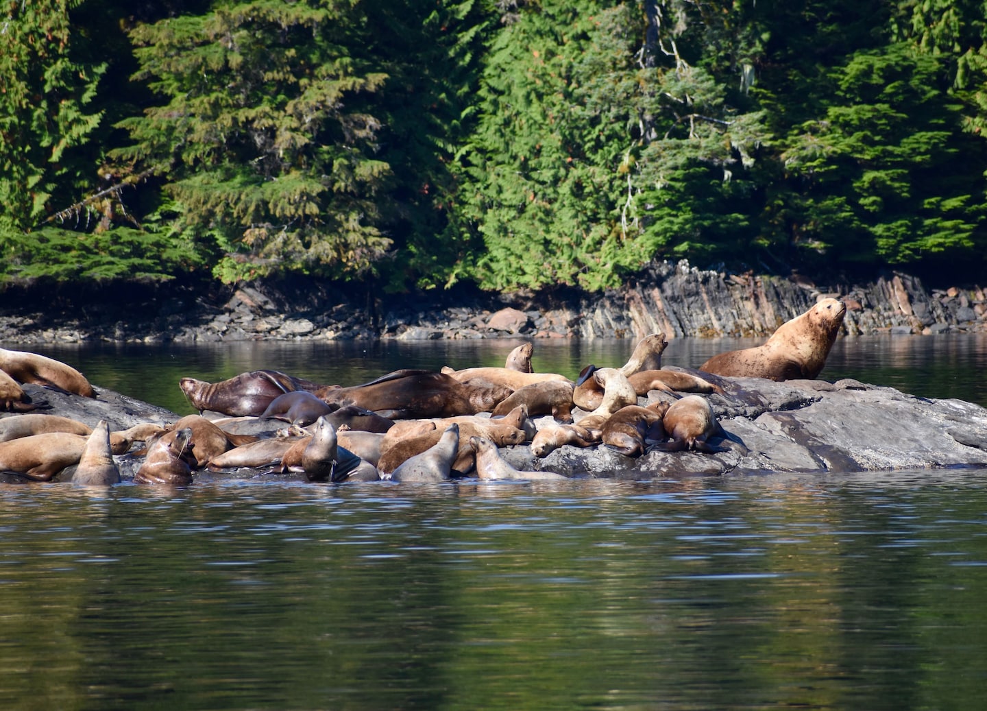 Cruise the Inside Passage on a high-speed boat for unforgettable encounters with Alaska’s wildlife. - Ketchikan, Alaska