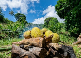 jackfruit roating firepit jungle saint vincent