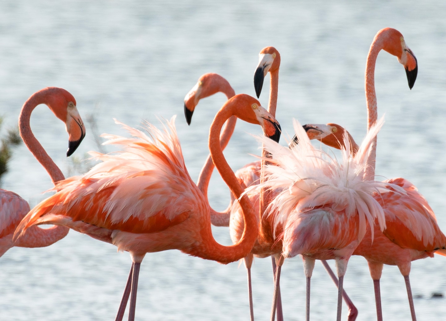 Visit Bonaire’s salt flats, flamingos and historic slave huts for striking scenery and colonial history. - Kralendijk, Bonaire