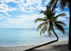 boat ocean palm tree